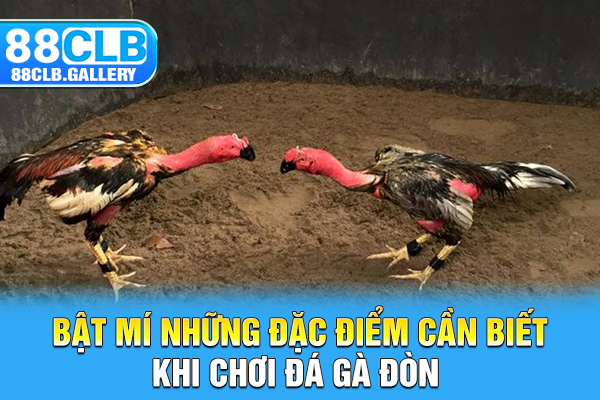 Bật mí những đặc điểm cần biết khi chơi đá gà đòn