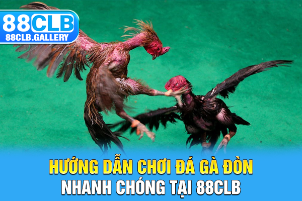 Hướng dẫn chơi đá gà đòn nhanh chóng tại 88CLB