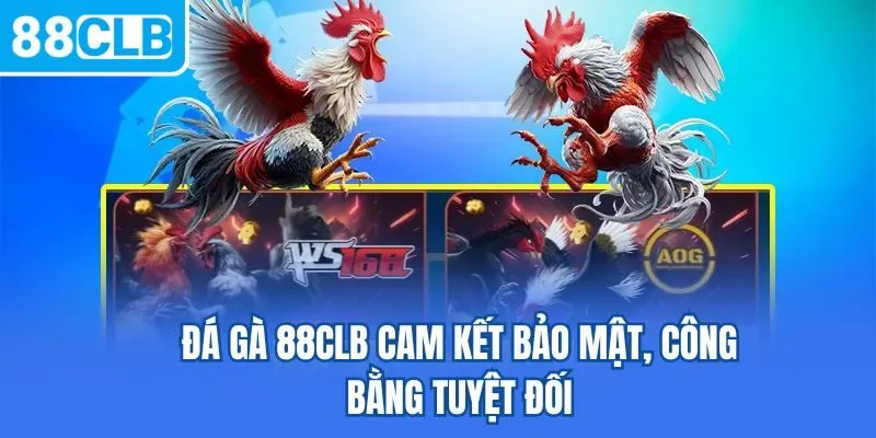 Đá gà 88CLB cam kết bảo mật, công bằng tuyệt đối