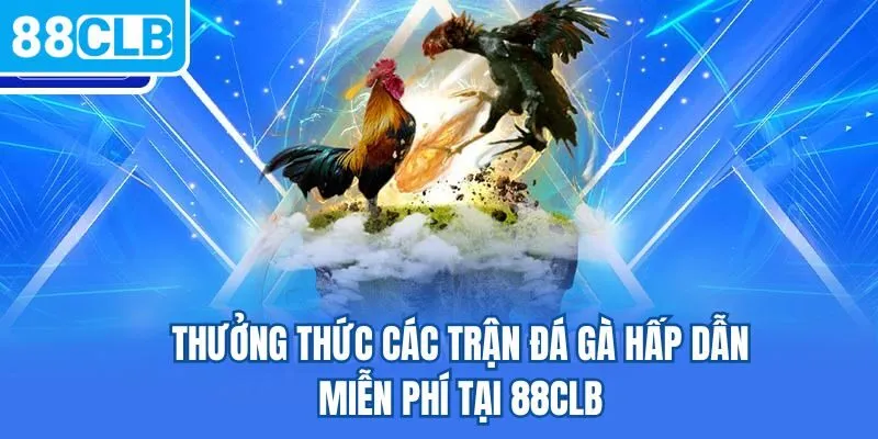 Thưởng thức các trận đá gà hấp dẫn miễn phí tại 88CLB