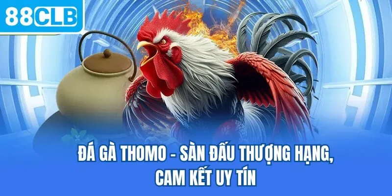 Đá gà Thomo - Sàn đấu thượng hạng, cam kết uy tín